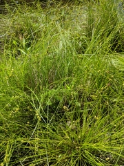Carex interior