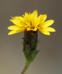 Lessingia tenuis