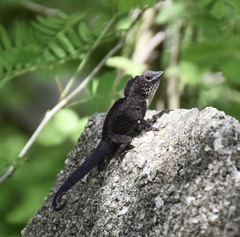 Anolis jubar oriens
