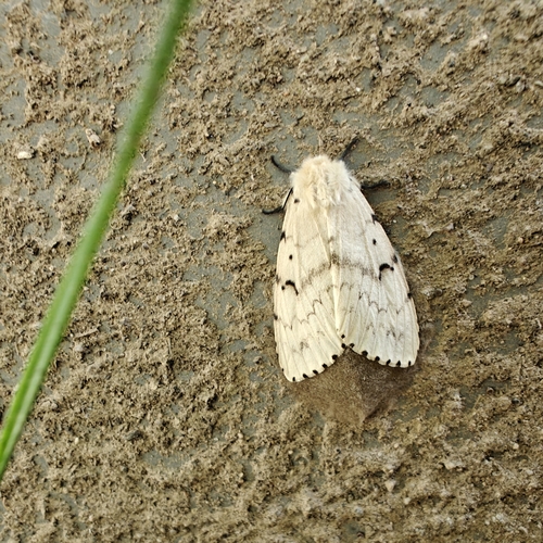 Spongy Moth