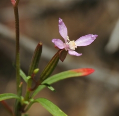 Clarkia modesta