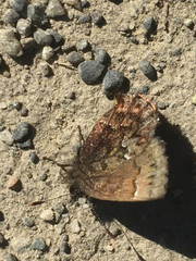 Callophrys