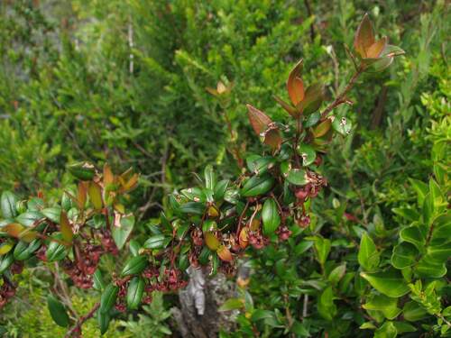 Image of Ugni molinae by (c) Cesar Ormazabal, some rights reserved (CC BY)