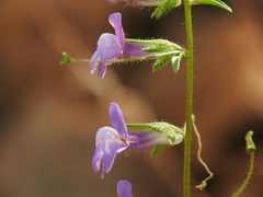 Sairocarpus vexillocalyculatus vexillocalyculatus