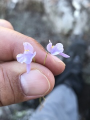 Utricularia tricolor