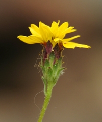 Lessingia tenuis