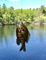 Lepomis gibbosus × macrochirus