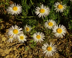 Erigeron concinnus