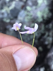 Utricularia tricolor