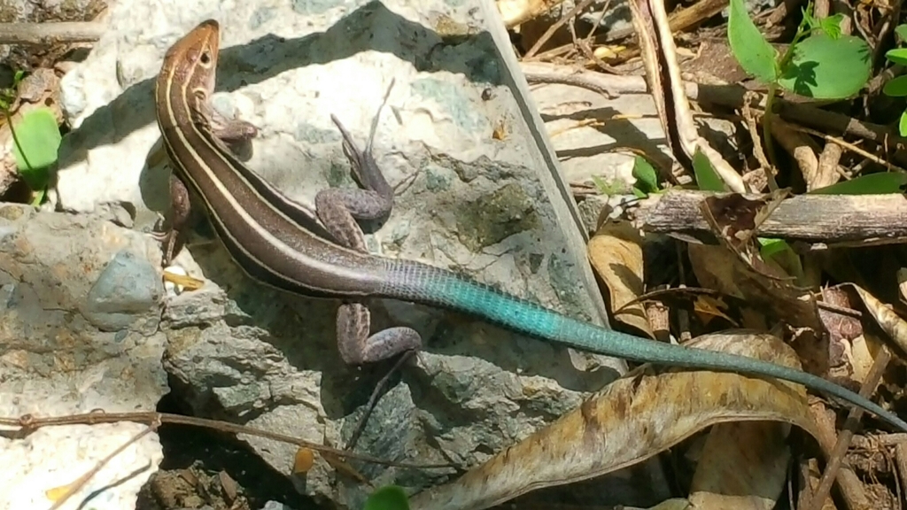 Auber's Ameiva