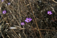 Leptosiphon ambiguus