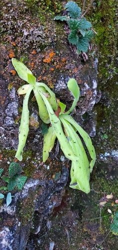 Pinguicula longifolia