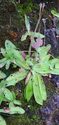 Pinguicula longifolia