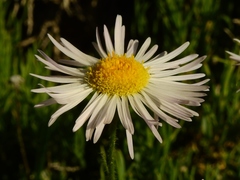 Erigeron concinnus