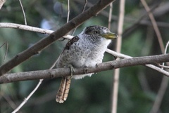 Barred Puffbird photo 2
