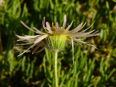 Erigeron concinnus