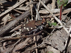 Cicindela oregona oregona