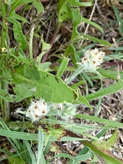 Plantago helleri