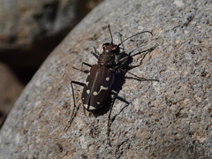Cicindela oregona oregona