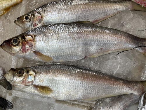 Chinese herring (Ilisha elongata) — Pristigasteridae — 5