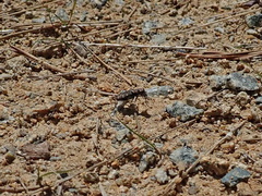 Cicindela oregona oregona