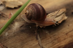 Helix pomatia