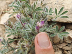 Lupinus concinnus optatus