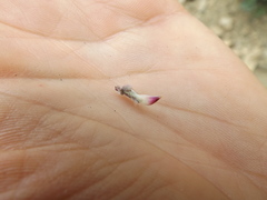 Lupinus concinnus optatus