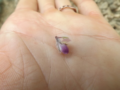 Lupinus concinnus optatus