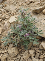 Lupinus concinnus optatus