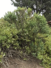 Baccharis pilularis consanguinea