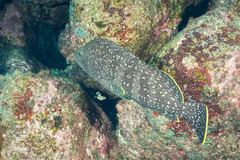 Dermatolepis dermatolepis