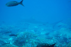 Carcharhinus galapagensis