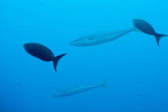 Elagatis bipinnulata