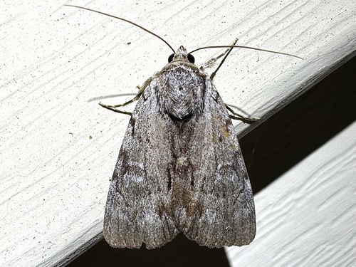 Graceful Underwing photo 6