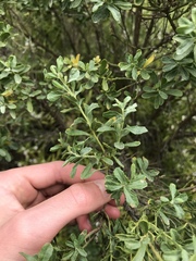 Baccharis pilularis consanguinea