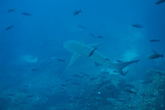 Carcharhinus galapagensis