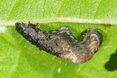 Coleophora multipulvella