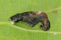 Coleophora multipulvella