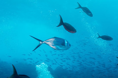 Trachinotus stilbe