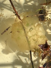 Ambystoma gracile