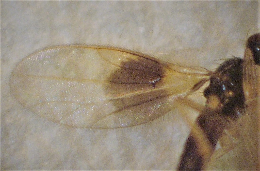 Zealandicesa
