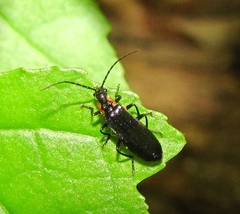 Rhagonycha angulata