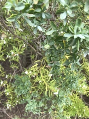 Baccharis pilularis consanguinea