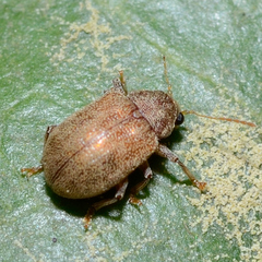 Cryptophagidae
