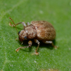 Cryptophagidae