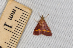 Pyrausta pseuderosnealis