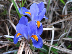 Iris verna