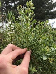 Baccharis pilularis consanguinea