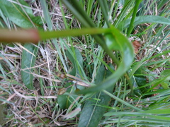 Bistorta bistortoides